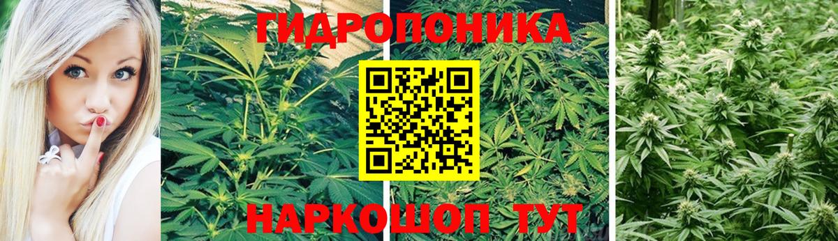 Каннабис семена Удомля